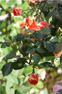 641cd442-IMG_5127 Samba.jpg